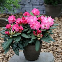 Rododendrón - Rhododendron Yakushimanum 'Kalinka'  30/40