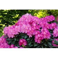 Rododendrón - Rhododendron Yakushimanum 'Kalinka'  30/40
