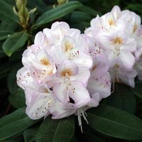 Rododendrón - Rhododendron  'Gomer Waterer'  30/40 Co5L