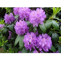Rododendrón - Rhododendron ´Everestianum´  Co5L 30/40