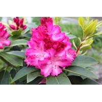 Rododendrón - Rhododendron ´Pelopidas´  Co5L 30/40