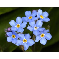 Myosotis - Nezábudka modrá Co9