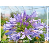 Agapanthus africanus ´Blue Umbrella´ Co5L