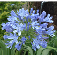Agapanthus africanus ´Blue Umbrella´ Co5L