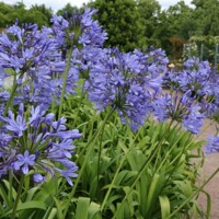 Agapanthus africanus ´Blue Umbrella´ Co5L