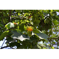 Ľaliovník tulipánokvetý - Liriodendron tulipifera 60/80 Co3L