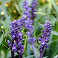 Liriope muscari ´Amethyst´