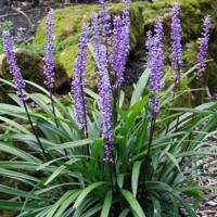 Liriope muscari ´Amethyst´