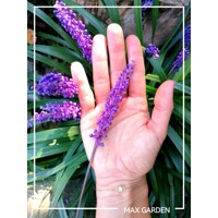 Liriope muscari ´Amethyst´