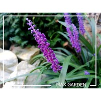 Liriope muscari ´Amethyst´