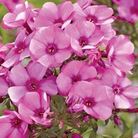 Flox metlinatý - Phlox paniculata ´Julia´ Co11