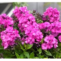 Flox metlinatý - Phlox paniculata ´Bambini Primadonna´ Co11