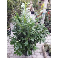 Vavrínovec lekársky Novita - Prunus laurocerasus ´Novita´ Co15L 150/170