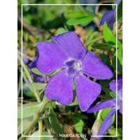 Zimozeleň menšia - Vinca minor Co9 15/20