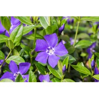 Zimozeleň menšia - Vinca minor Co9 15/20