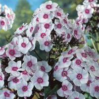 Flox metlinatý - Phlox paniculata ´Europe´ Co14