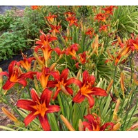 Ľaliovka – Hemerocallis ´Crimson Pirate´ Co14