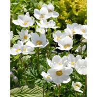 Anemone sylvestris Co9