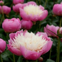 Pivonka čínska - Paeonia lactiflora 'Bowl Of Beauty'  Co14