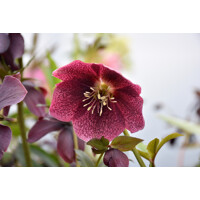 Helleborus orientalis ´Blue Lady´ Co9