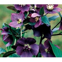 Helleborus orientalis ´Blue Lady´ Co9