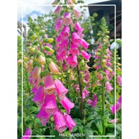 Náprstník purpurový - Digitalis purpurea Co1,5L