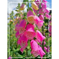 Náprstník purpurový - Digitalis purpurea Co1,5L