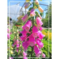 Náprstník purpurový - Digitalis purpurea Co1,5L