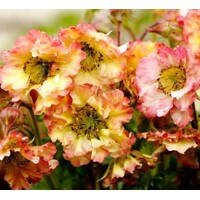 Kuklík - Geum ´Pretticoats Peach´ Co15