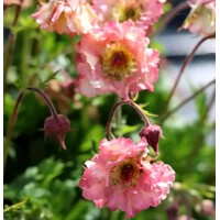 Kuklík - Geum ´Pretticoats Peach´ Co15