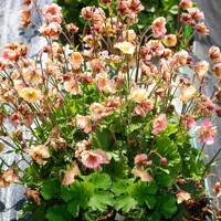 Kuklík - Geum ´Pretticoats Peach´ Co15