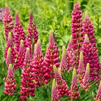 Lupínia mnoholistá - Lupinus polyphyllus ´Legendary rose/red´