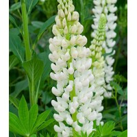 Lupínia mnoholistá - Lupinus polyphyllus ´Legendary White´ Co1,5L