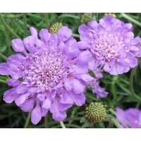 Scabiosa columbaria ´Butterfly blue´ Co15