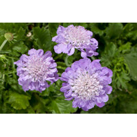 Scabiosa columbaria ´Butterfly blue´ Co15