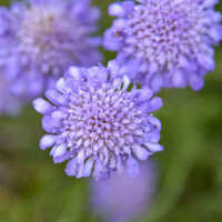Scabiosa columbaria ´Butterfly blue´ Co15