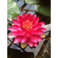 Lekno - Nymphaea ´Red´ P11