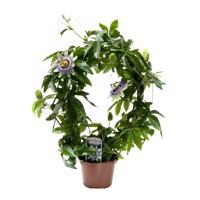 Mučenka - Passiflora caerulea ´Boog´ Co2L 40+