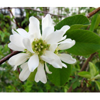 Muchovník - Amelanchier alnifolia ´Saskatoon Berry´ Co10,5 15/20