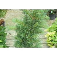 Borovica hladká  - Pinus strobus ´Fastigiata´ Co10L 70/80