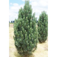 Borovica hladká  - Pinus strobus ´Fastigiata´ Co10L 70/80
