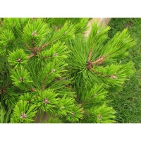 Pinus densiflora ´Low Glow´ Co2L KM60