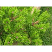 Pinus densiflora ´Low Glow´ Co7,5L 30/40