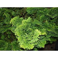 Cypruštek tupolistý - Chamaecyparis obtusa 'Nana Gracilis' Co2L 20/25