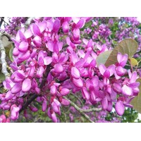 Judášovec obyčajný - Cercis siliquastrum Co15 8-10