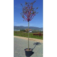 Judášovec obyčajný - Cercis siliquastrum Co15 8-10