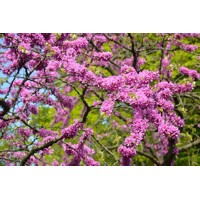 Judášovec obyčajný - Cercis siliquastrum Co15 8-10