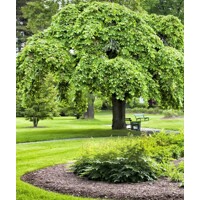 Ulmus glabra ´Camperdownii´ Co20L 10-12
