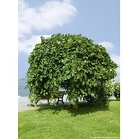 Ulmus glabra ´Camperdownii´ Co20L 10-12