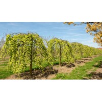 Ulmus glabra ´Camperdownii´ Co20L 10-12